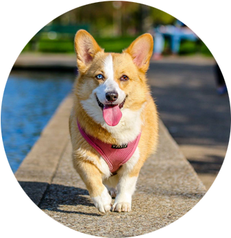 Looking For Dogfluencers - Homemade Dog Treats: 22 Recipes For Your Pets' Health (500x358), Png Download