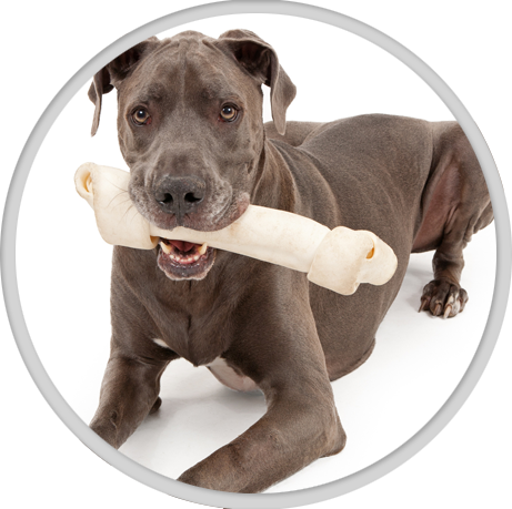 Dental Care - Great Dane (461x459), Png Download