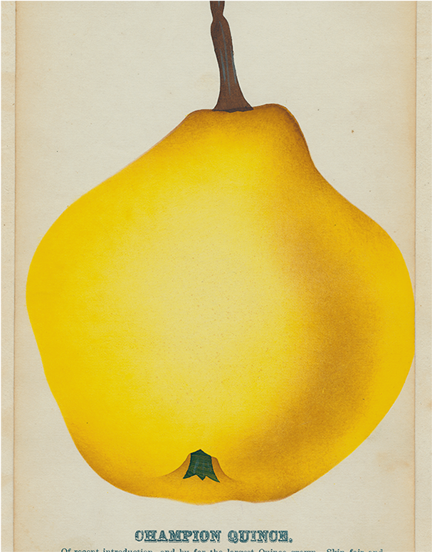 029 7743fb5c 470a 4413 Bd8d E27c55009086 V=1527800993 - Quince (800x800), Png Download