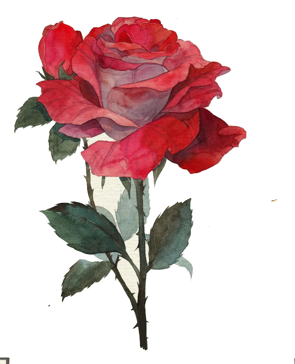 Rose Thorns Png - Rose With Thorns Png (586x722), Png Download