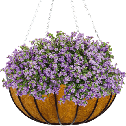 Bacopa Sutera Snowstorm (475x435), Png Download