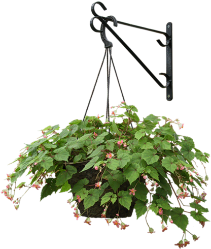 Photoshop Elements, Indoor Plants, Hanging Plants, - Hanging Basket Flowers Transparent (427x500), Png Download