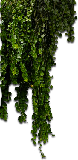 Vertical Plant Png - Hanging Garden Png (261x536), Png Download