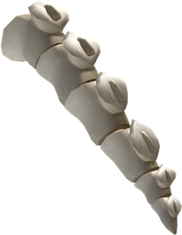 Skeleton Dinosaur Tail - Portable Network Graphics (420x420), Png Download