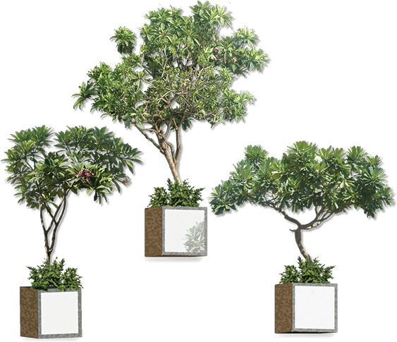 Hanging Plants - Ahmedabad (563x485), Png Download