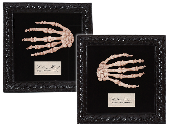 18155-lg - Seasons Usa Inc. Lab Specimen Skeleton Hand (650x488), Png Download