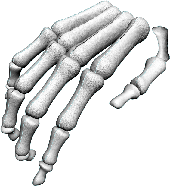 Skeleton Arm Png - Hand (1024x768), Png Download