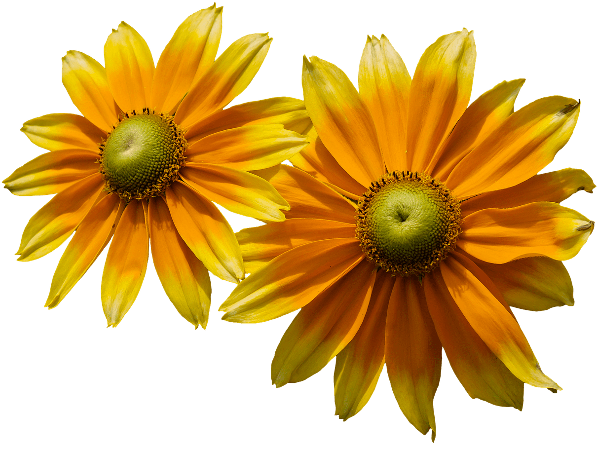 Flowers - Flor De Verão Png (1280x945), Png Download