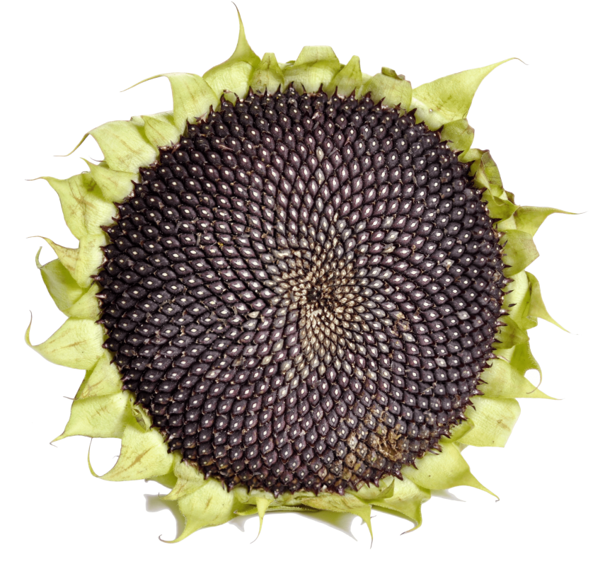 Sunflower With Black Seeds - Sunflower Seed (630x599), Png Download