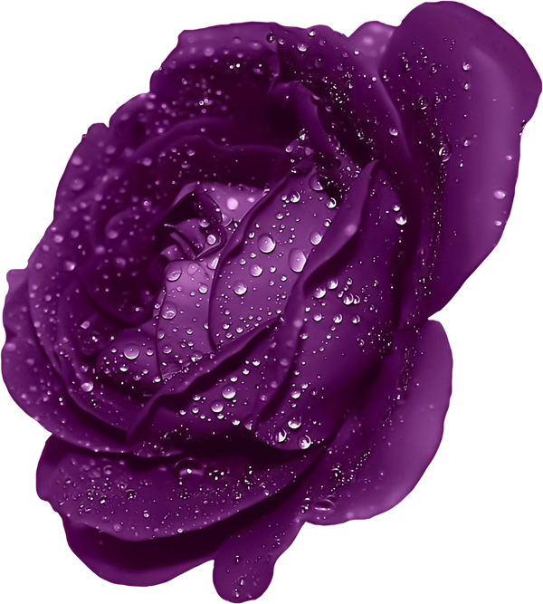 Dark Blue Rose Flower (540x600), Png Download