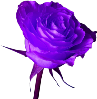 Flower Purple Rose Png - Purple Roses Hd Wallpapers Download (400x351), Png Download