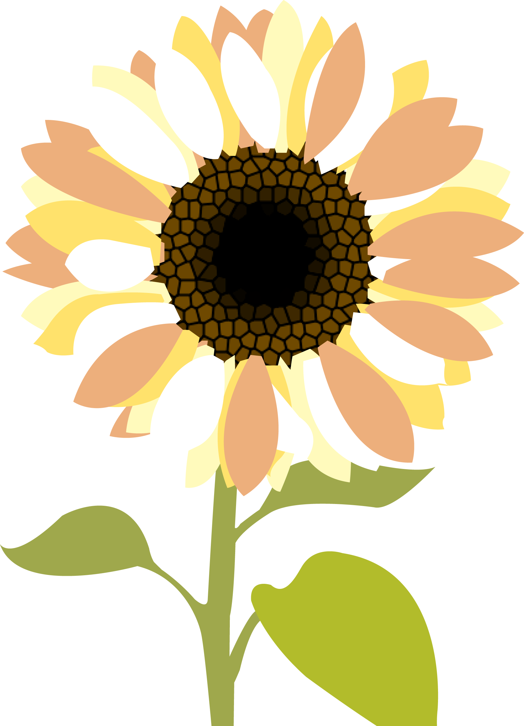 Transparent Sunflowers Clipart Png Imageu200b - Clipart Sunflower In Png (1767x2446), Png Download