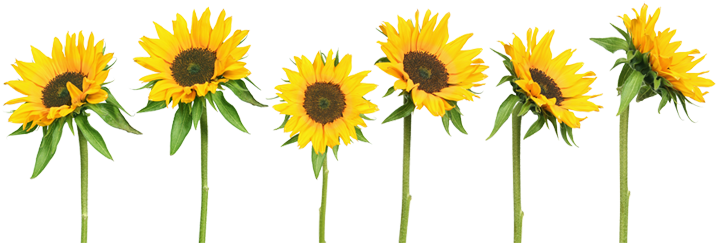 I Can Be Good I Can Be True Tumblr Transparent Sunflowers - Sticker De Fenêtre No.193 Sunflowers Dimension: 75cm (725x262), Png Download