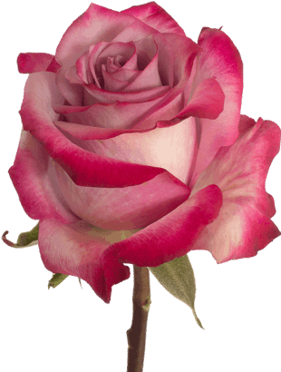 Deep Purple Rose Flower Guy - Purple Rose (380x430), Png Download