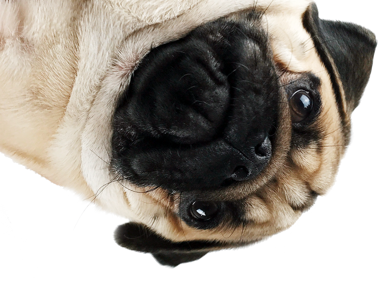 Png Pug Jpg Freeuse Stock - Pug En Png (1213x900), Png Download