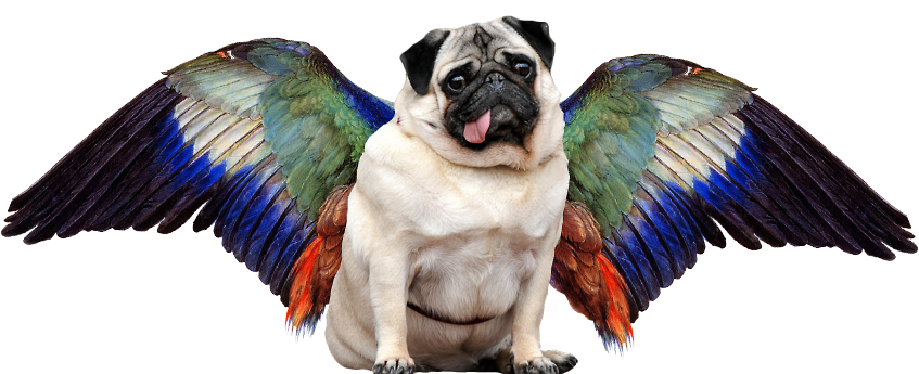 Pug Transparent (847x345), Png Download