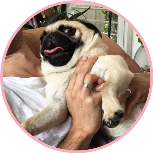 Biscuitthepikeletpug 4 (600x600), Png Download