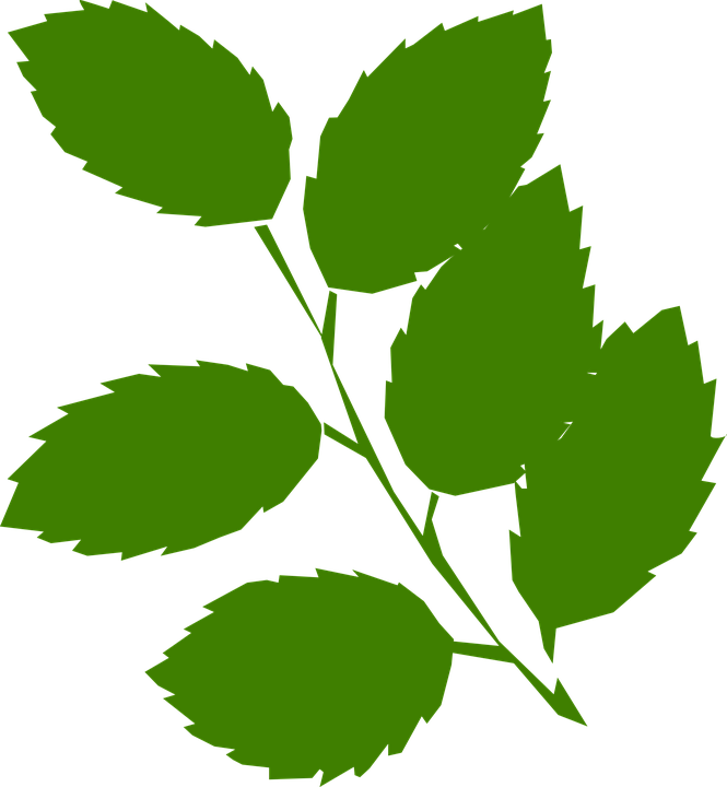 Picture Library Foliage Leaves Free On Dumielauxepices - Clip Art Green Leaves (665x720), Png Download
