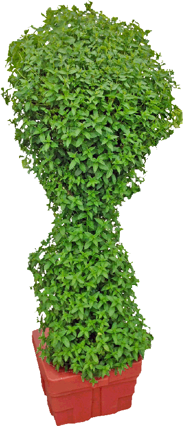 Springsystem How To Grow Mint - Hydroponics Mint (403x900), Png Download