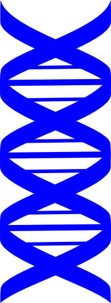 Dna Strand Png - Dna Strand Clipart (216x590), Png Download