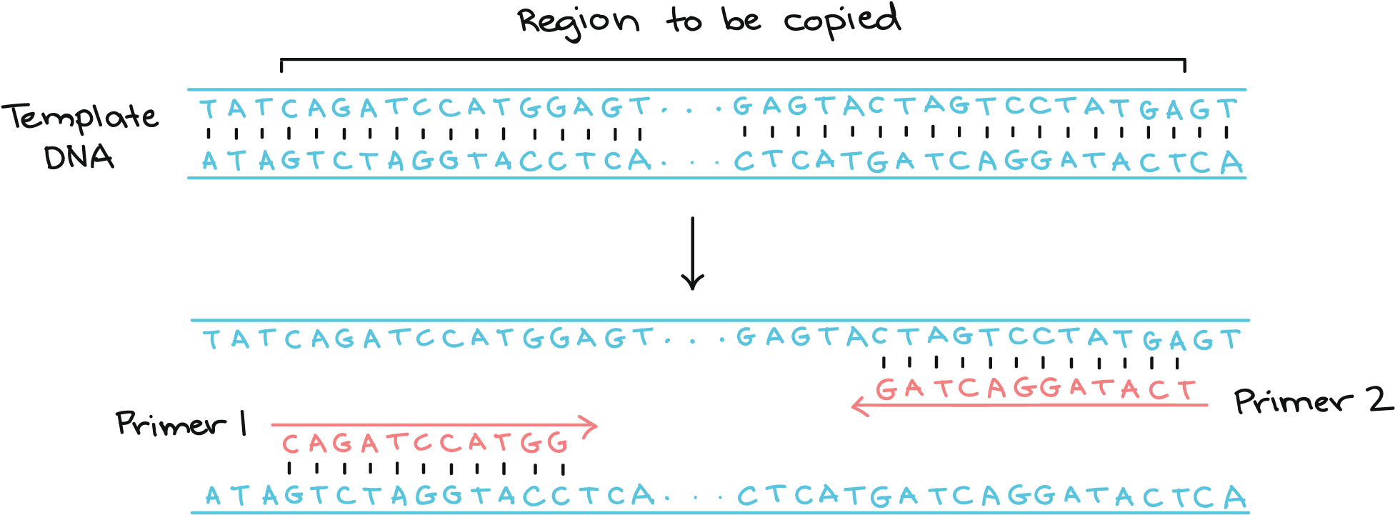 5' 3' 3' Atagtctaggtacctca - Dna (1972x775), Png Download