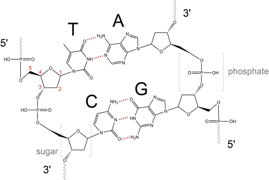 Figure - Dna Double Helix Chemical Structure (891x598), Png Download
