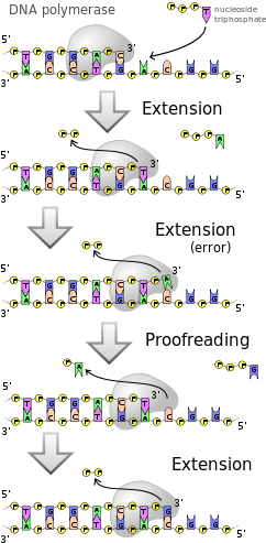 Dna Polymerases Adds Nucleotides To The 3' End Of A - Atp Used In Dna Synthesis (250x500), Png Download