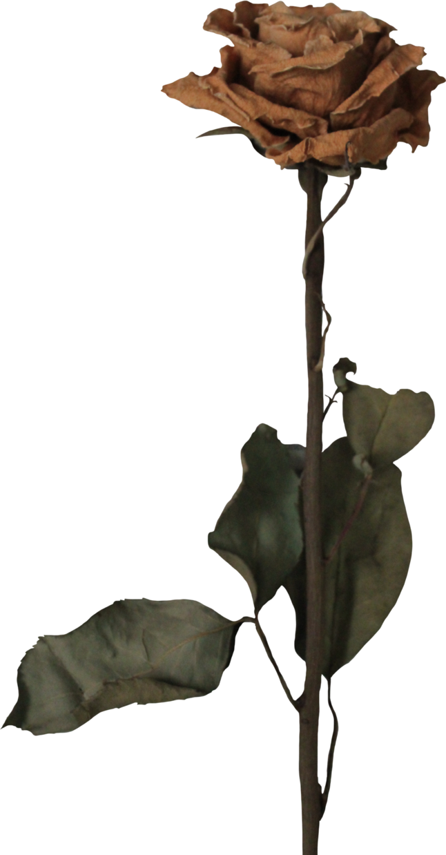 Dead Flower Png - Blackbear Poster (646x1238), Png Download