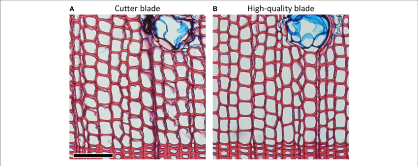 Pinus Sylvestris Cross Sections Of 15 Μm Thicknesses - Scots Pine (850x337), Png Download
