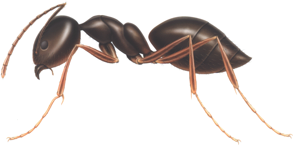 Ant Png - Ant Transparent Gifs (983x495), Png Download