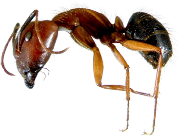 Learn About Florida Carpenter Ants - Florida Carpenter Ants (450x300), Png Download