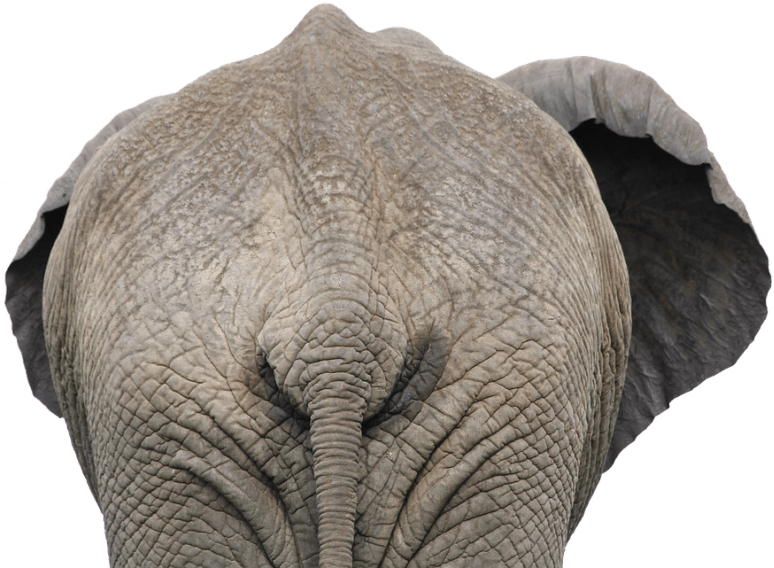 Elephant Animal African Nature Mammal Wild - Elephant Butt (510x340), Png Download