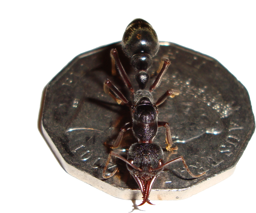 Bulldog Ant (1000x816), Png Download