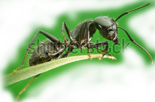 Ant - Real Life Cute Ant (500x330), Png Download