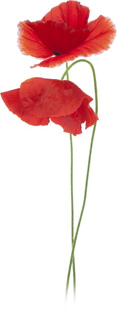 Image Result For Coquelicot - Watercolor Painting (232x609), Png Download