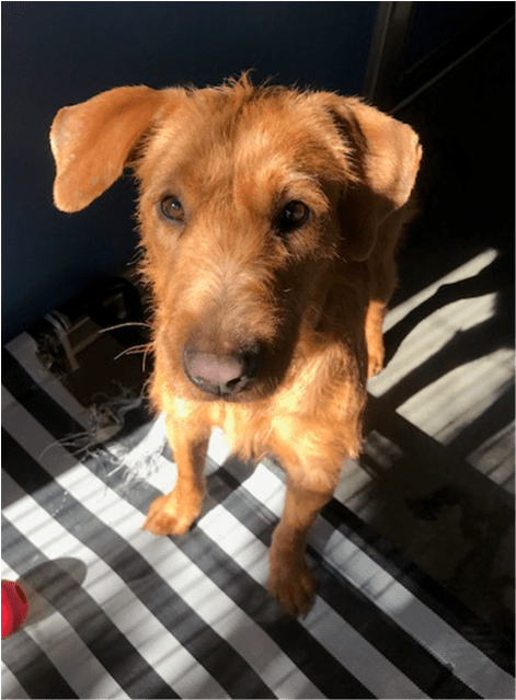 Photo Of Princess Daisy - Irish Terrier (638x638), Png Download