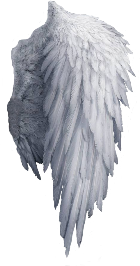 White Angel Wings Png (480x930), Png Download