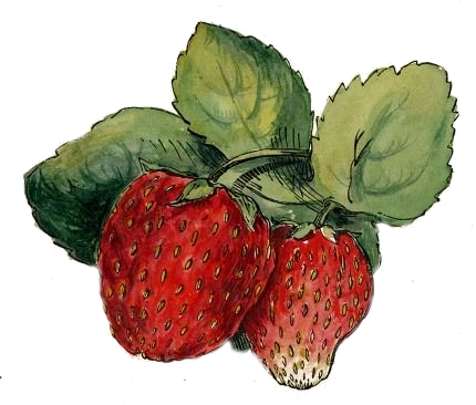 Transparency / Overlay For Personal Use - Vintage Strawberry (430x366), Png Download