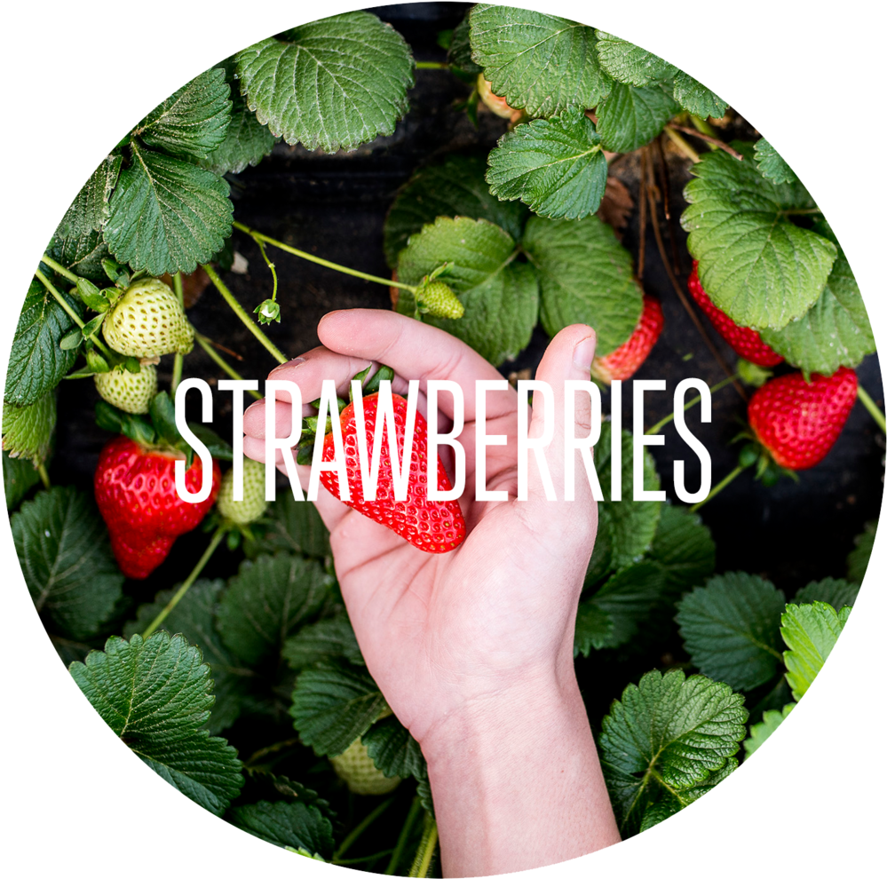 Our Products - Product (1000x1000), Png Download