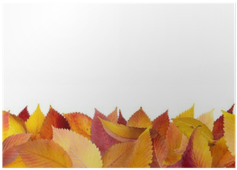 Colorful Autumn Leaves Lying Down On The Ground Poster - Autumn (400x400), Png Download