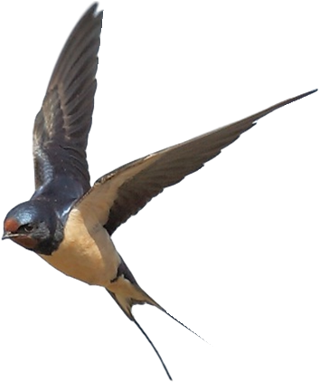 Swallow Png (591x447), Png Download