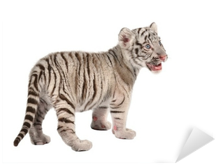 White Tiger Png Baby White Tiger Sticker - White Tiger (400x400), Png Download