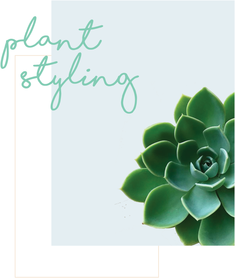 Plant-styling (1000x1113), Png Download