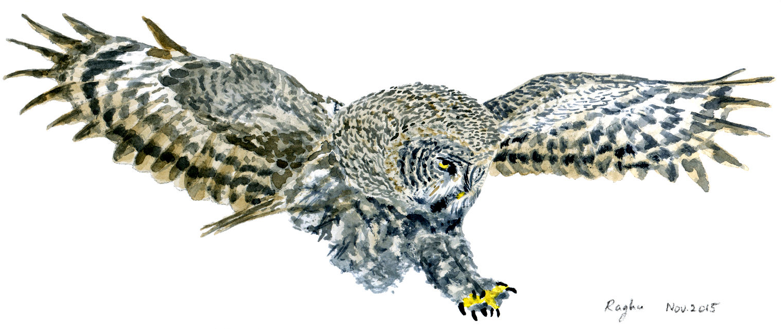 Great Grey Owl Watercolor (1573x641), Png Download