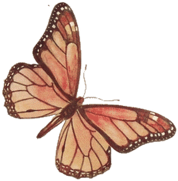 Brown Rose Butterfly - Vintage Butterfly Clipart Png (400x400), Png Download