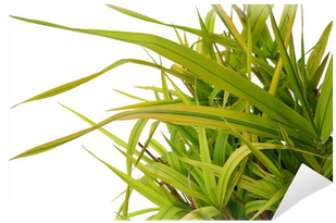 Ornamental Grass Phalaris Arundinacea Arctic Sun Wall - Sweet Grass (400x400), Png Download