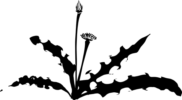 Dandelion, Weed, Plant, Silhouette - Dandelion Silhouette (616x340), Png Download