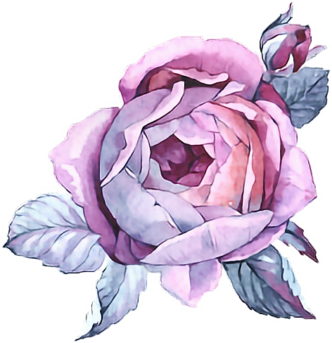 Rose Paint Purple Flower Watercolor Watercolour Paintin - Watercolor Painting (472x488), Png Download