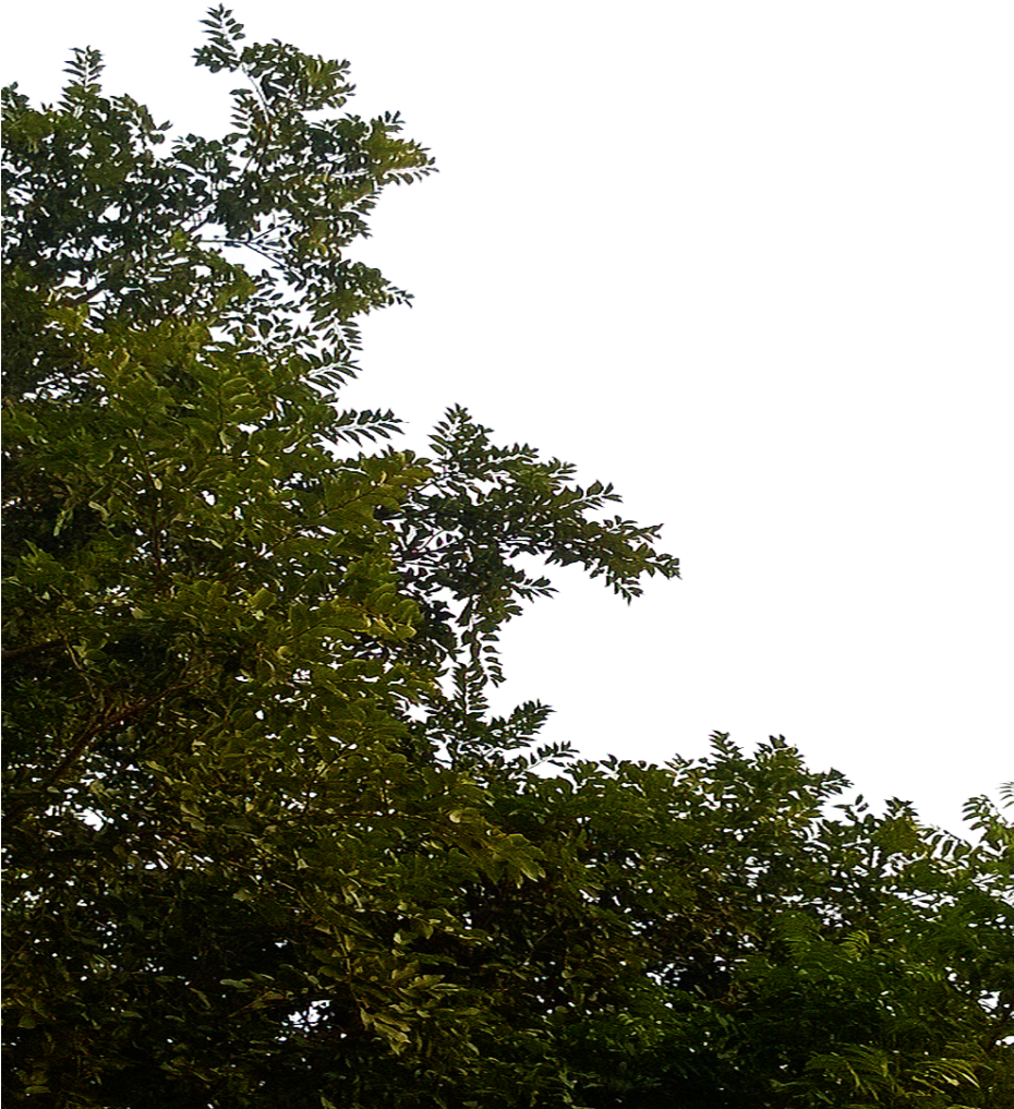 Tree Leaves Png Clipart - Tree Leaves Png (929x1024), Png Download