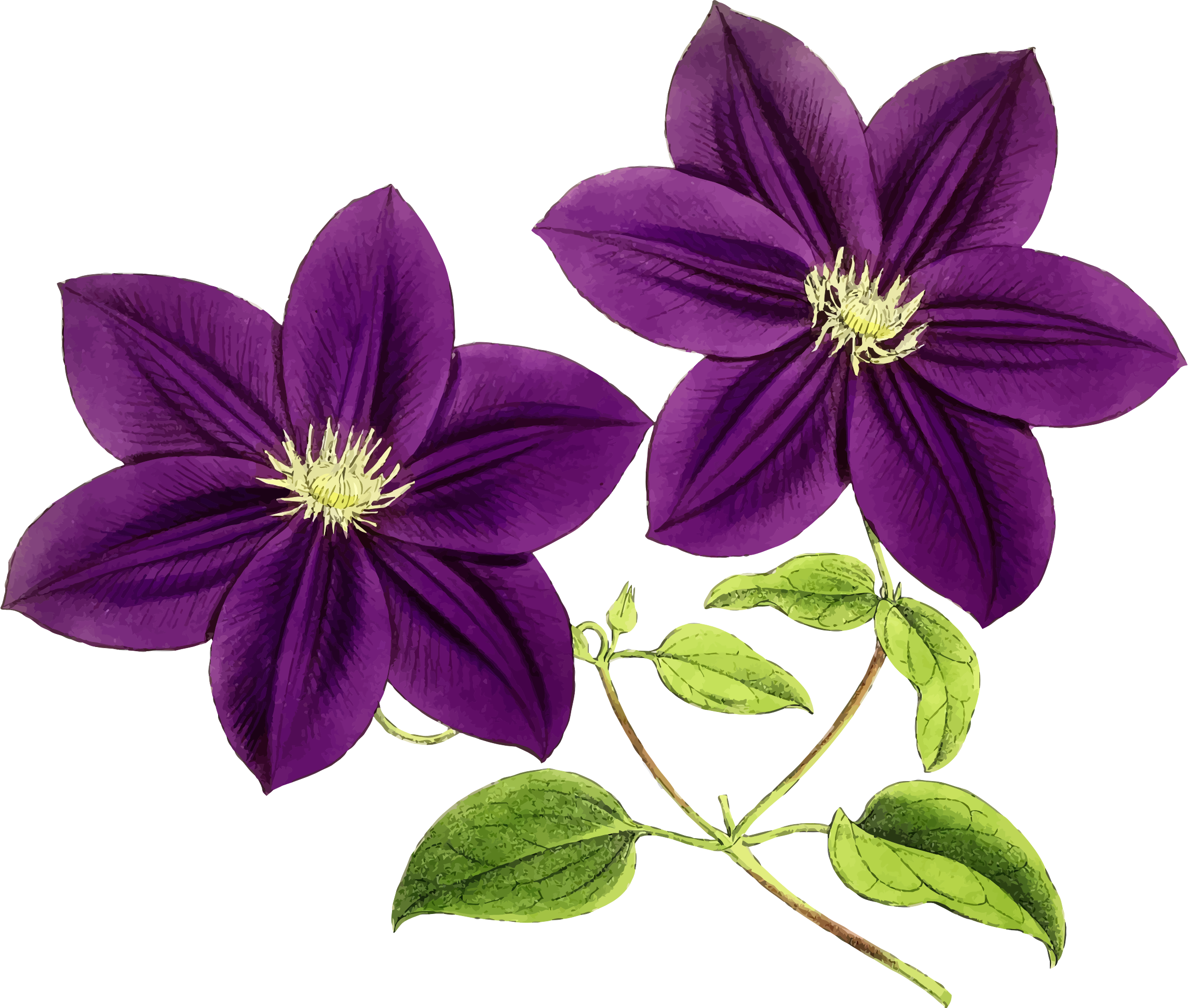 Clipart - Purple Flower Clipart (2288x1941), Png Download